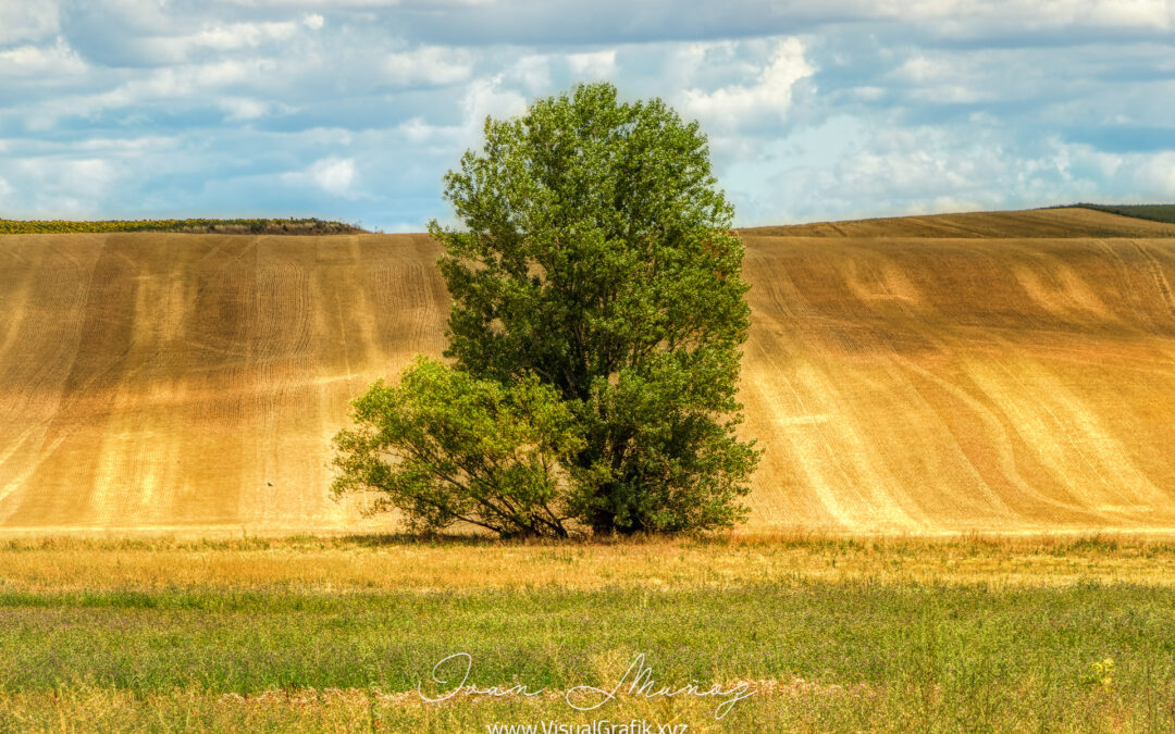 Campo de Palencia con Arbol