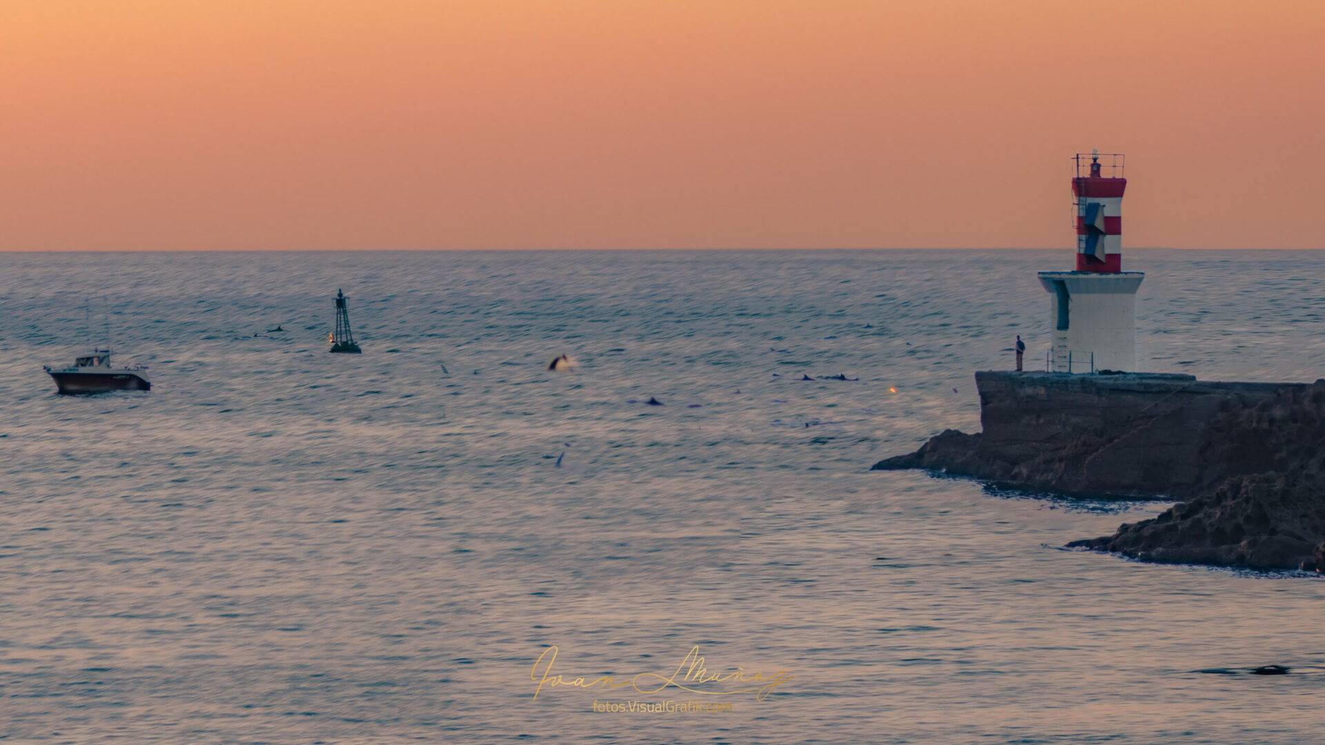 Delfines en la Bocana de la Bahía de Pasaia (Mala calidad)